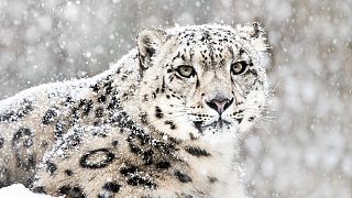 Snow leopards, which are on the brink of extinction, are being honoured in tonight's event. 