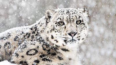 Snow leopards, which are on the brink of extinction, are being honoured in tonight's event. Snow leopards, which are on the brink of extinction, are being honoured in tonight's event.
