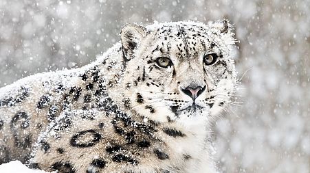 Snow leopards, which are on the brink of extinction, are being honoured in tonight's event.