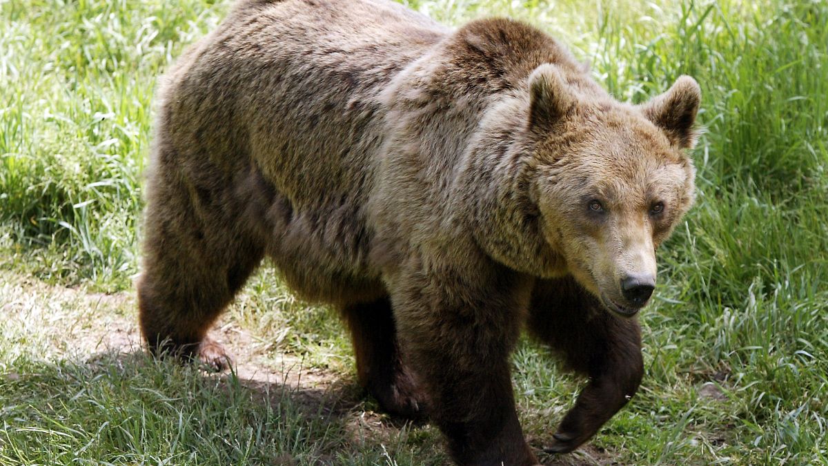 A European bear pictured at Les Angles animal park in the south of France.