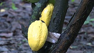 L'accord sur la commercialisation du cacao contourné par deux multinationales américaines