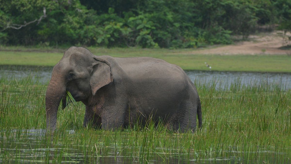سريلانكا تتخذ تدابير وقائية لمنع الفيلة من تناول البلاستيك