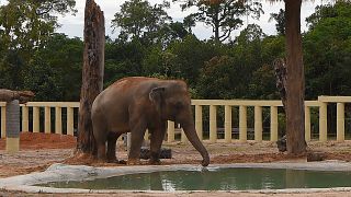  Kaavan the Asian elephant has arrived in Cambodia