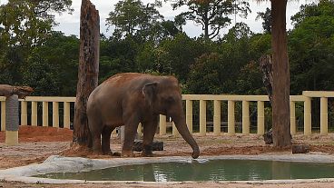  Kaavan the Asian elephant has arrived in Cambodia 