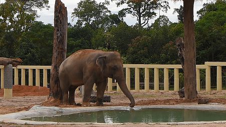  Kaavan the Asian elephant has arrived in Cambodia