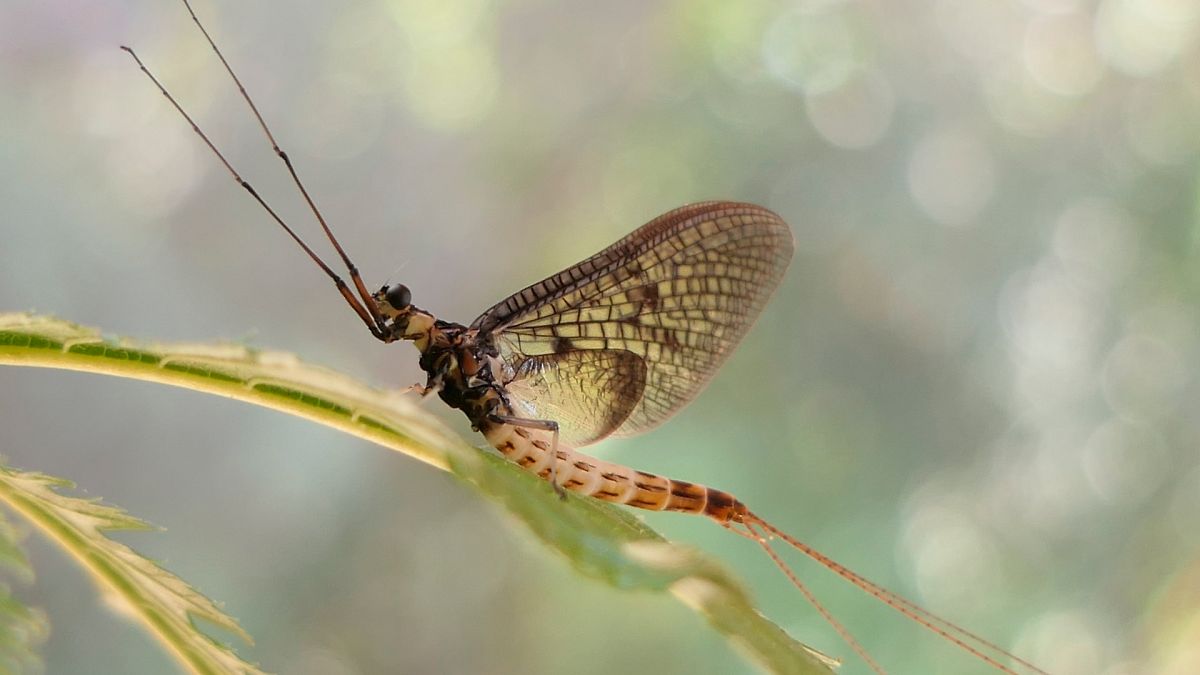 Mayıs sineği "2021 Yılın Böceği" seçildi