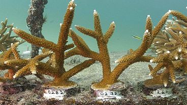 ABD'nin Florida eyaletinde yetiştirilen ve yok olan mercan kayalıklarını onarmak için yapılan çalışmalardan bir kare.