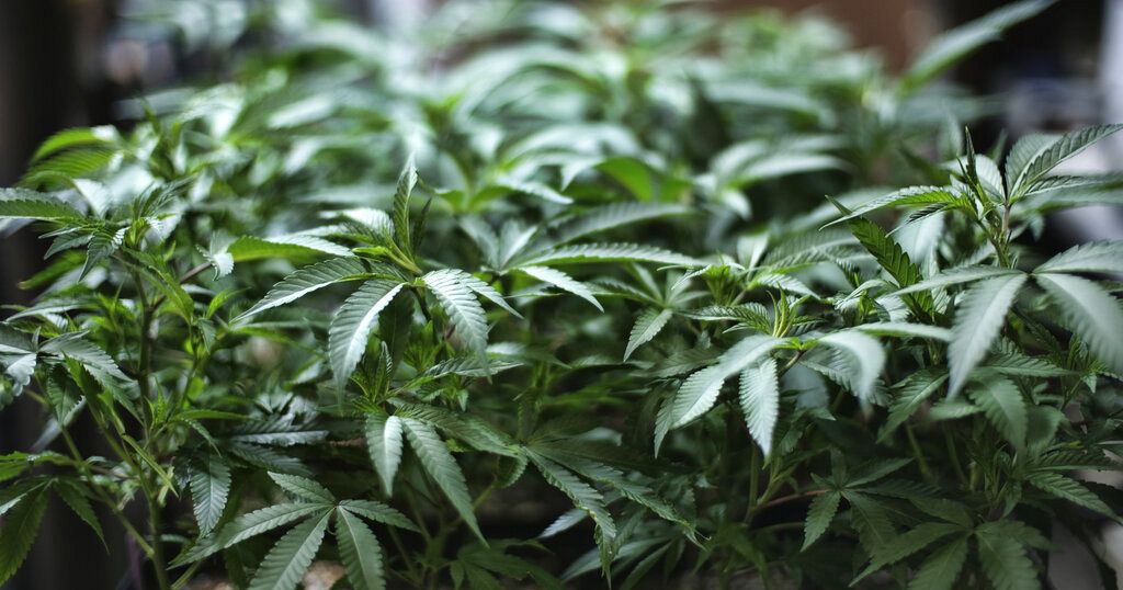 Les recettes d’exportation de cannabis pourraient dépasser celles du tabac 