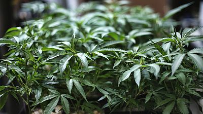 Les recettes d’exportation de cannabis pourraient dépasser celles du tabac 