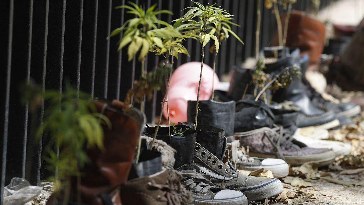 Ростки конопли у стен сената Мексики на акции за полную легализацию марихуаны