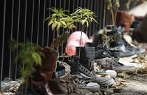Ростки конопли у стен сената Мексики на акции за полную легализацию марихуаны