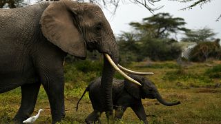 Frappée par la sécheresse, la Namibie met en vente 170 éléphants