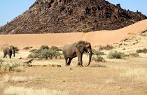 Namibia, con exceso de elefantes, pone a la venta 170 ejemplares