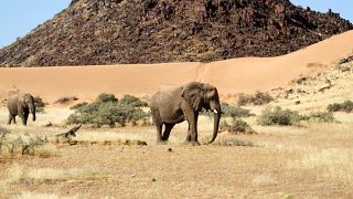 Elad 170 elefántot Namíbia