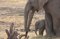 Namíbia elefantes