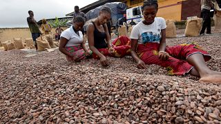 Les planteurs de cacao menacent de "boycotter" les multinationales