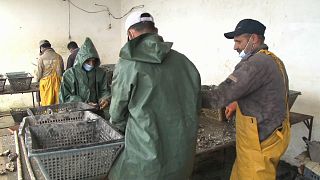 Oualidia produit les meilleures huîtres du Maroc