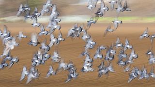 Why pigeon racing is spreading its wings in Senegal 