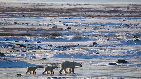 A 'Beardar' is helping to spot polar bears in Churchill, Canada before they come into conflict with people.