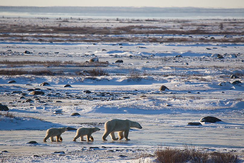 Tracking collars can only be used for adult female bears. 