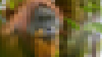 Can you identify the blurred animal in this image? Can you identify the blurred animal in this image?