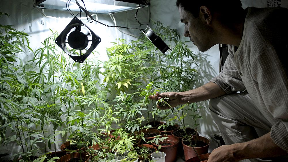как выращивают марихуану в домашних условиях