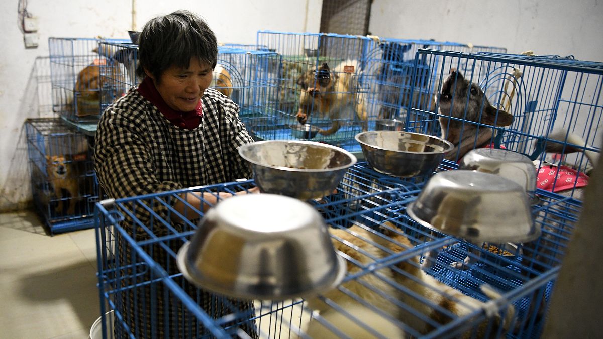 منزل الحيوانات التي تم إنقاذها في تشونغتشينغ في جنوب غرب الصين
