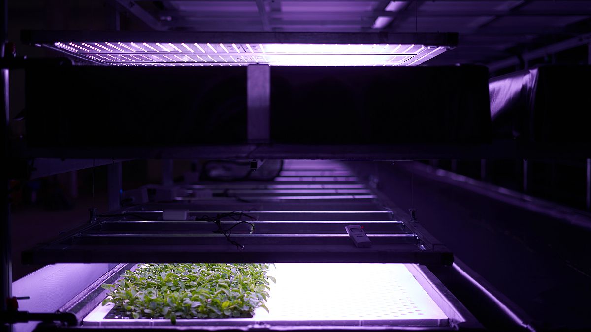 LED ışıklar sayesinde büyütülen sebzeler