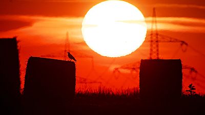 In this file photo dated Thursday, July 25, 2019, a bird sits on a straw bale on a field in Frankfurt, Germany, as the sun rises during an ongoing heatwave in Europe