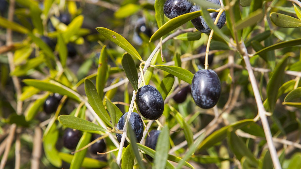 Cazorla olives