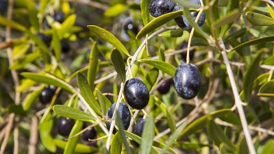 Cazorla olives Cazorla olives