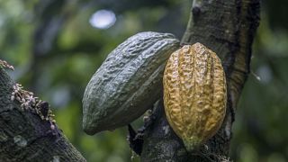 Cacao : Victoire éclair de la Côte d'Ivoire et du Ghana contre Hershey