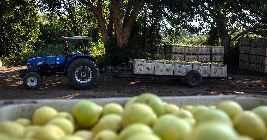 South Africa prepares $66m to help farmers affected by COVID-19 