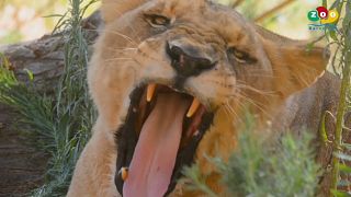 Una leona del zoo de Barcelona con COVID-19