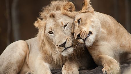Female and male lion together