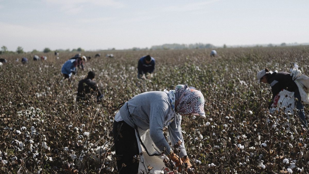 Cotton pickers in Uzbekistan have faced grueling, "slave-like" conditions.