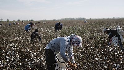 Cotton pickers in Uzbekistan have faced grueling, "slave-like" conditions.