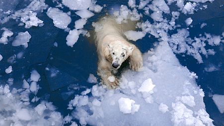 A polar bear floating in the Arctic sea