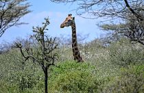 Girafa na ilha do lago Baringo, Quénia