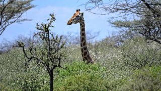 Kenya: Endangered giraffe rescued from island on Lake Baringo