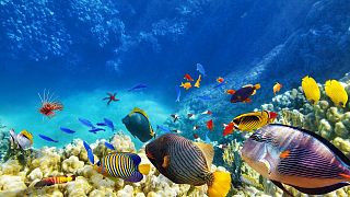 Tropical fish in the Andaman sea