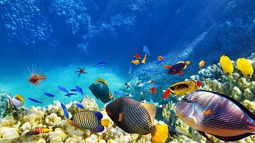 Tropical fish in the Andaman sea