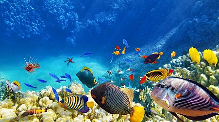 Tropical fish in the Andaman sea