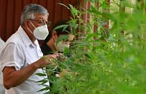 Alfredo Bolaños, agrónomo del Instituto Nacional de Innovación en Tecnología Agropecuaria de Costa Rica, supervisa las plantas de cáñamo que investiga en un invernadero