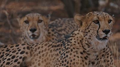 How cheetahs and farmers can live together in Namibia