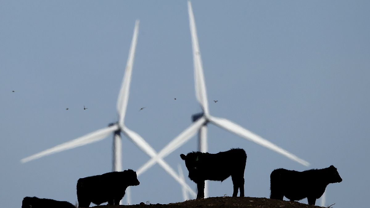 FILE - In this Dec. 9, 2015 file photo, cattle graze in a pasture against a backdrop of wind turbines near Vesper, Kan.