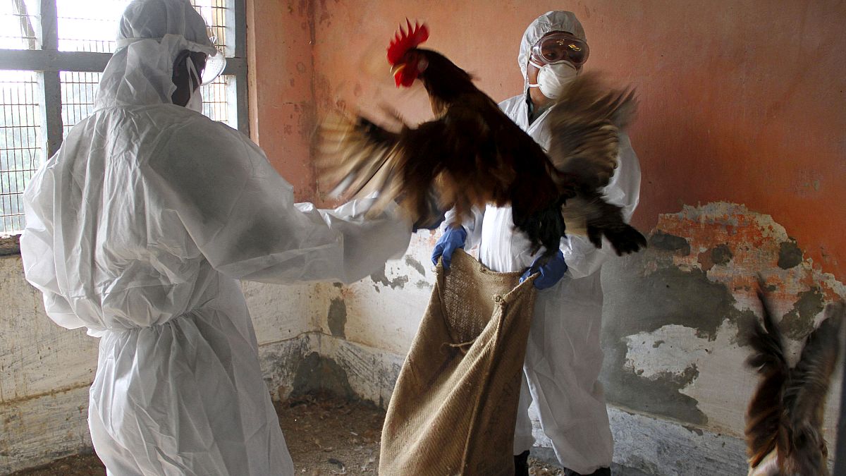 Hindistan'da kuş gribine karşı önlemler artırıldı