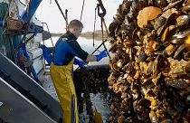 Shellshocked by the COVID crisis, mussel farmers find a lifeline in premium retail