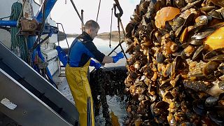 A farmer harvesting rope mussels in Ireland