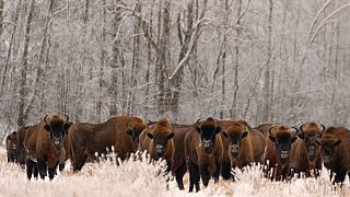 European bison were extinct in the wild 100 years ago.